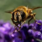 Eristalis tenax