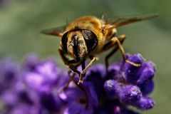 Eristalis tenax