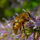 Eristalis tenax - Dronefly - Mistbiene - Blinde Bij