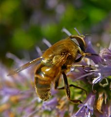 Eristalis tenax - Dronefly - Mistbiene - Blinde Bij