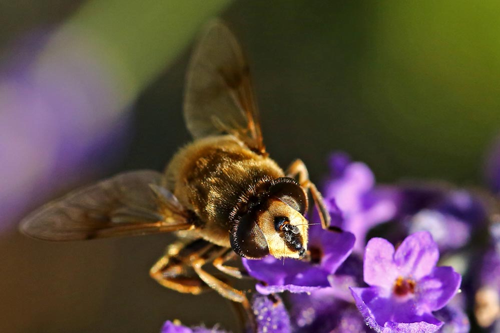 Eristalis tenax