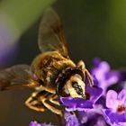 Eristalis tenax