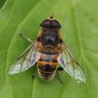 Eristalis tenax m