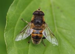 Eristalis tenax m