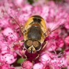 Eristalis tenax (Mistbiene)