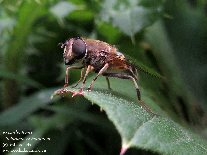 Eristalis tenax - Schlamm-scheinbiene