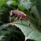 Eristalis tenax - Schlamm-scheinbiene