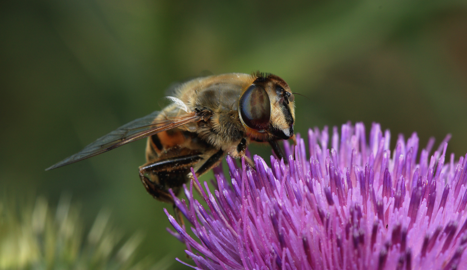 Eristalis tenax, Schwebfliege an der Blüte einer Speerdistel