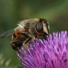 Eristalis tenax, Schwebfliege an der Blüte einer Speerdistel