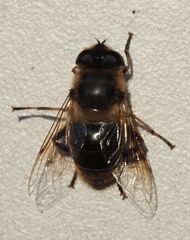 Eristalis tenax w