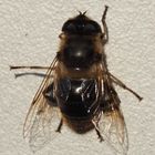 Eristalis tenax w