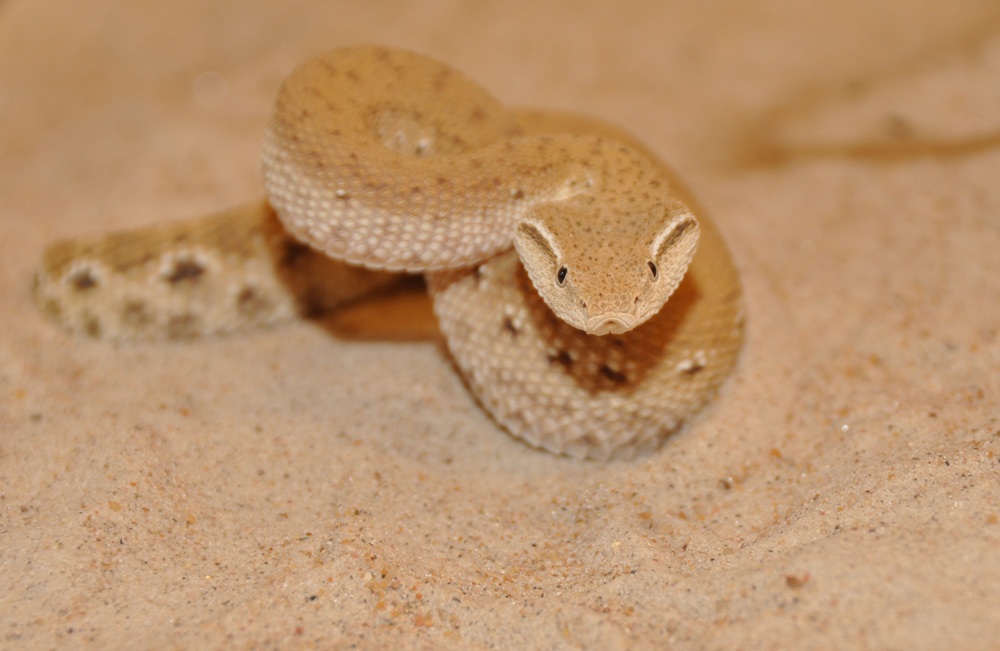 Eristicophis macmahonii