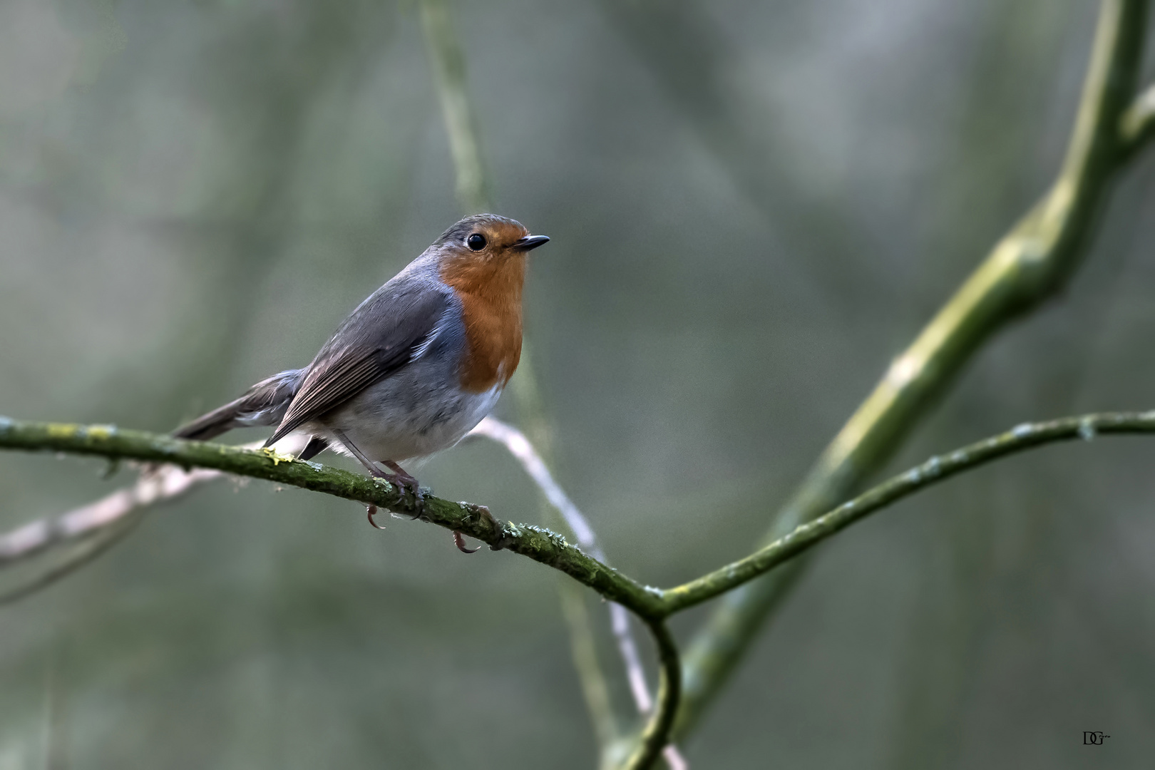 Erithacus rubecula....