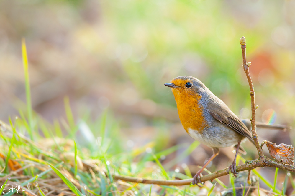 Erithacus rubecula