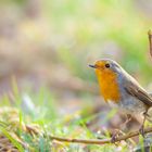 Erithacus rubecula