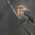 Erithacus rubecula