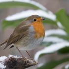 Erithacus rubecula