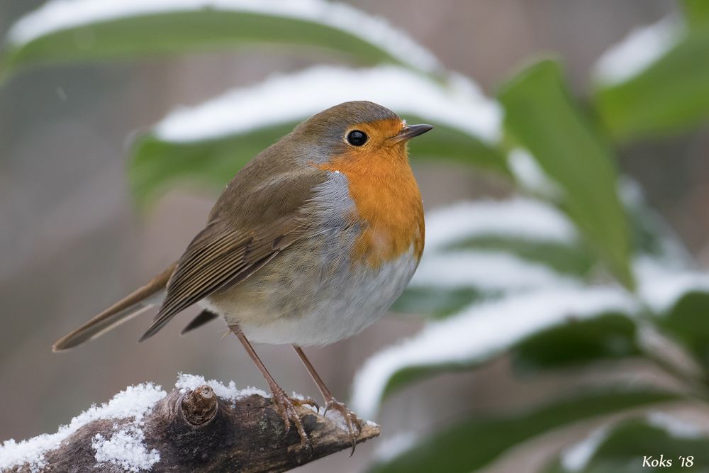 Erithacus rubecula