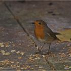 Erithacus rubecula