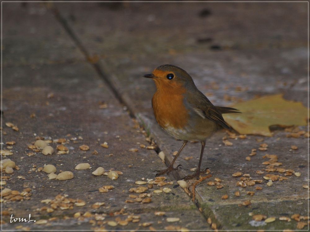 Erithacus rubecula