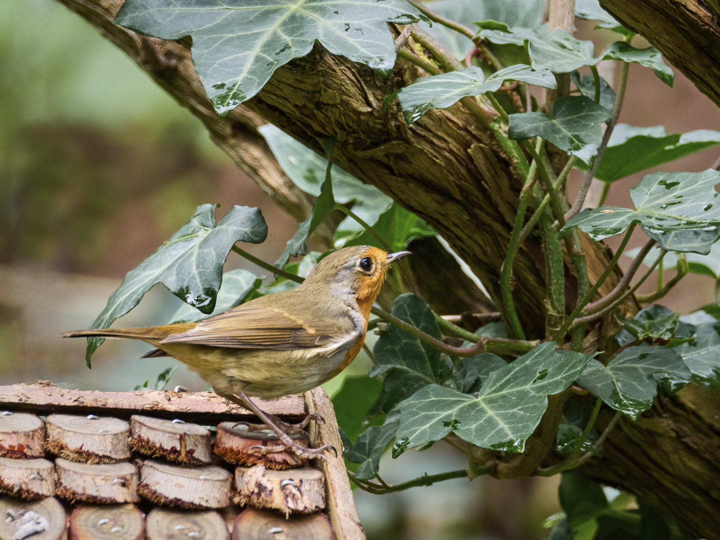 Erithacus rubecula