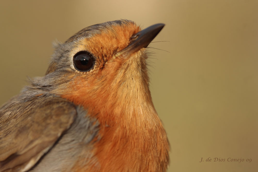 Erithacus rubecula