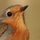 Erithacus rubecula