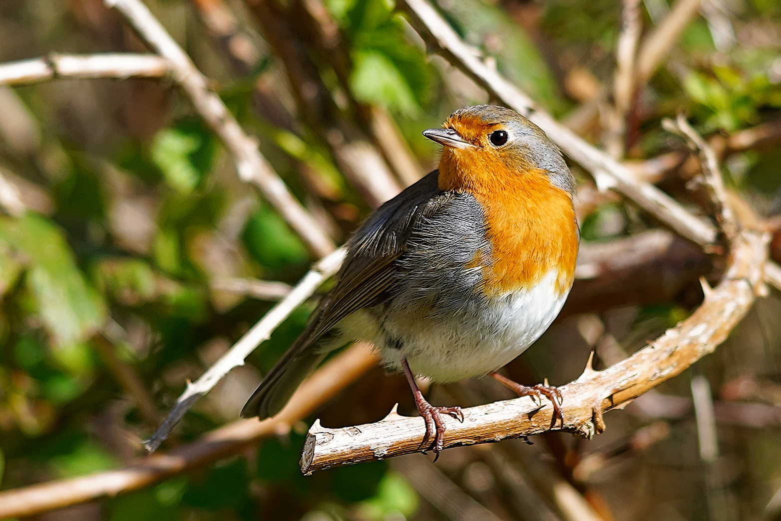 Erithacus rubecula