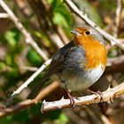 Erithacus rubecula