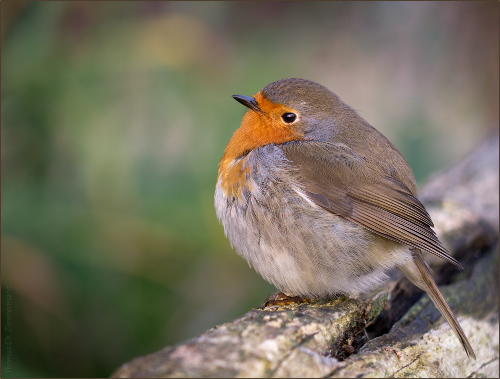 Erithacus rubecula