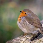 Erithacus rubecula