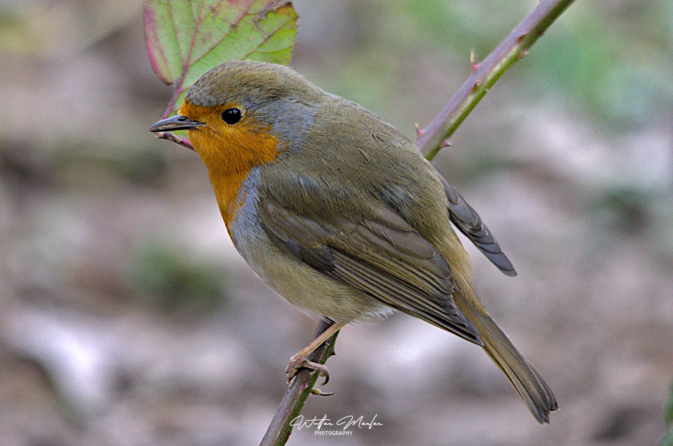 Erithacus rubecula