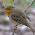 Erithacus rubecula