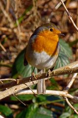 Erithacus rubecula