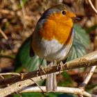 Erithacus rubecula