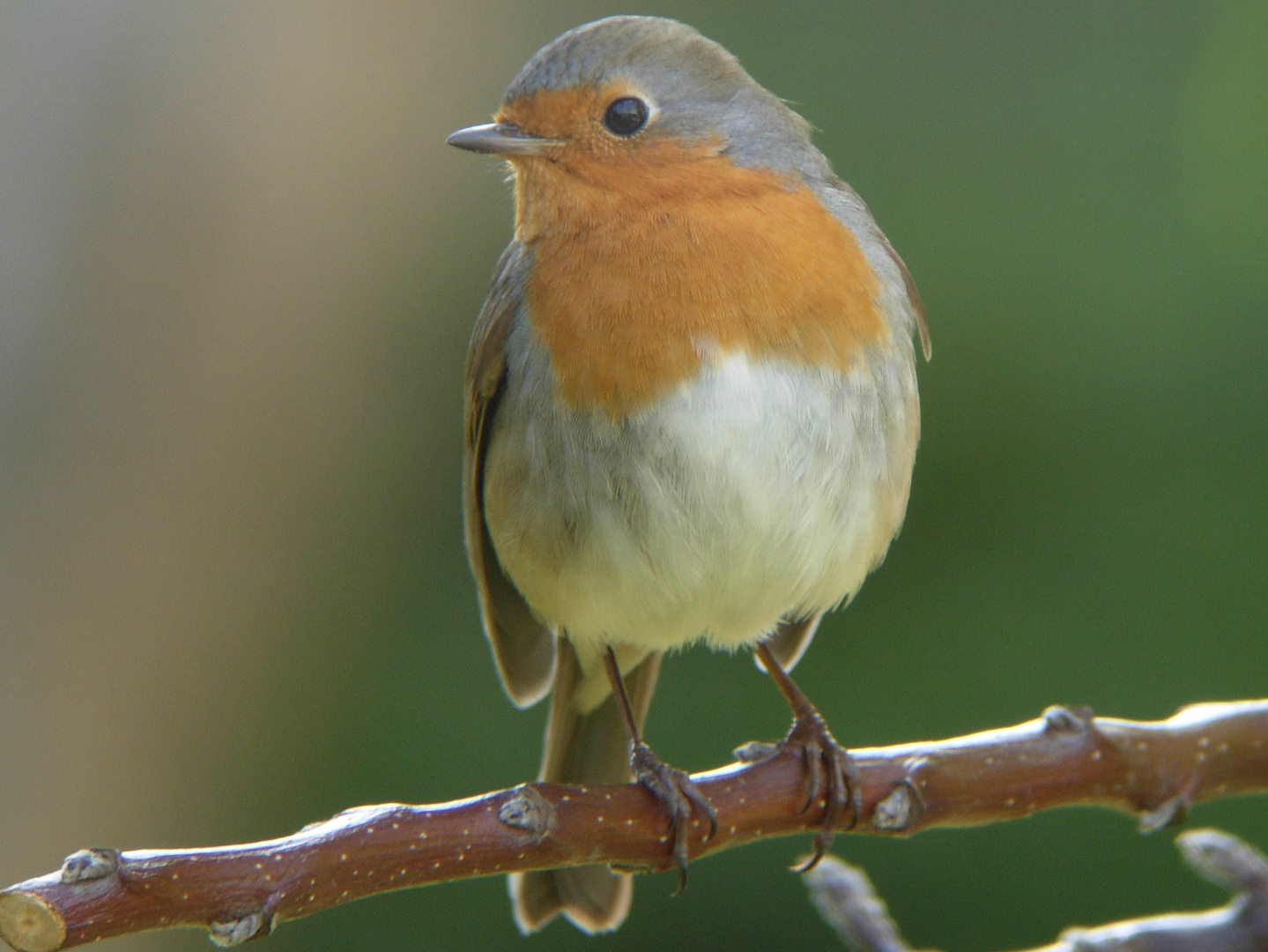 Erithacus rubecula