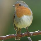 Erithacus rubecula