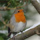 Erithacus rubecula