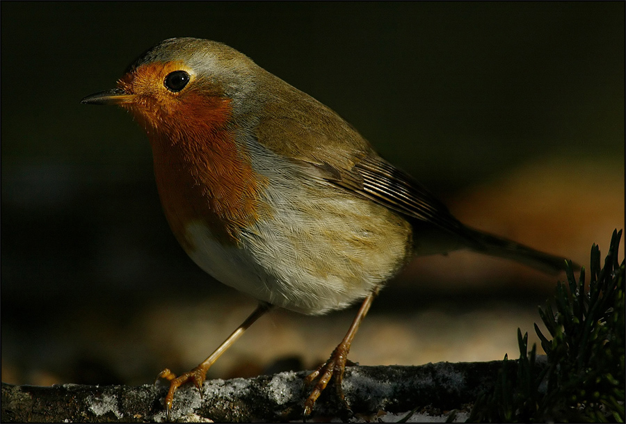 Erithacus rubecula.