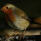 Erithacus rubecula.