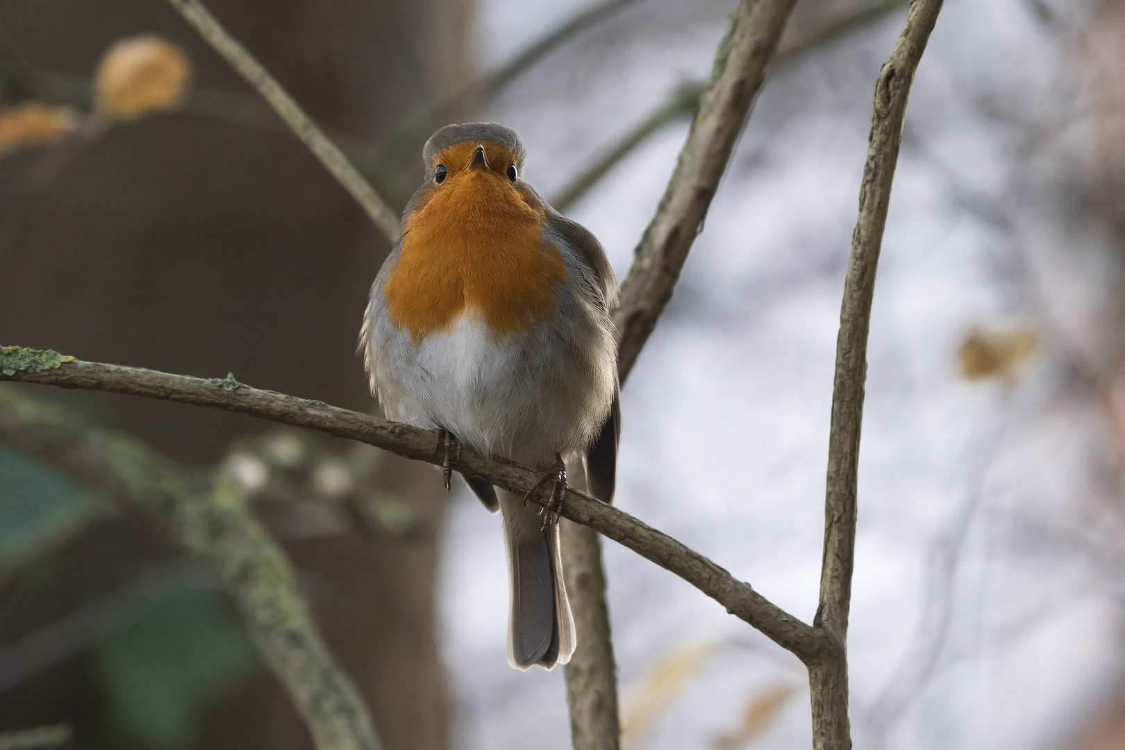 Erithacus rubecula