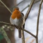 Erithacus rubecula