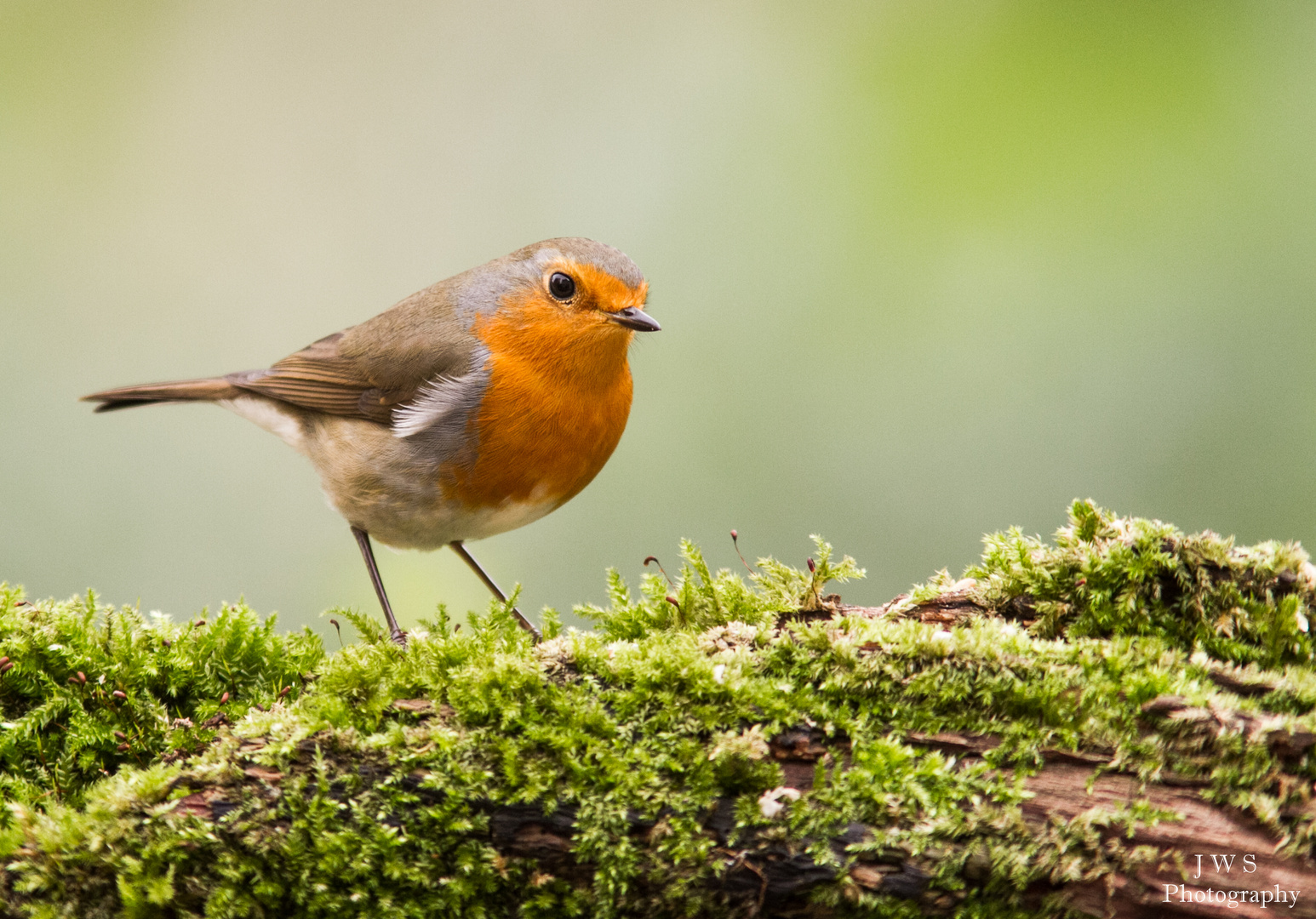 Erithacus rubecula