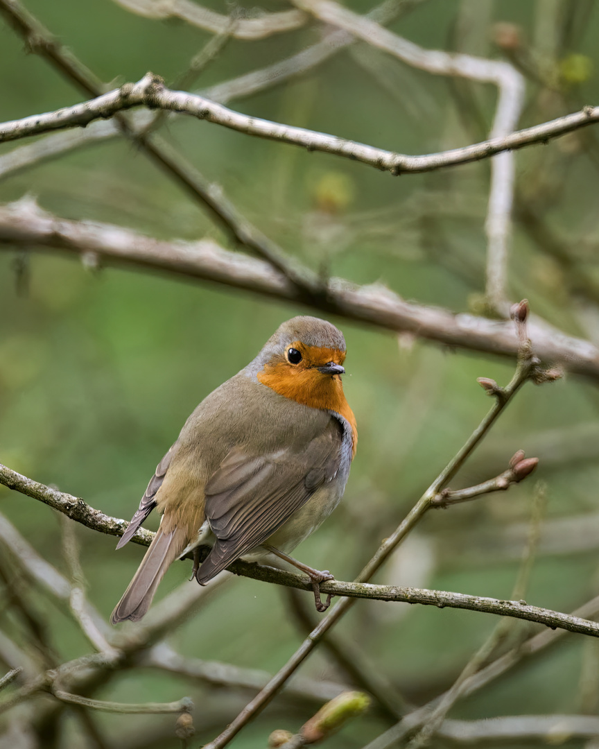 Erithacus rubecula