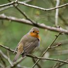 Erithacus rubecula