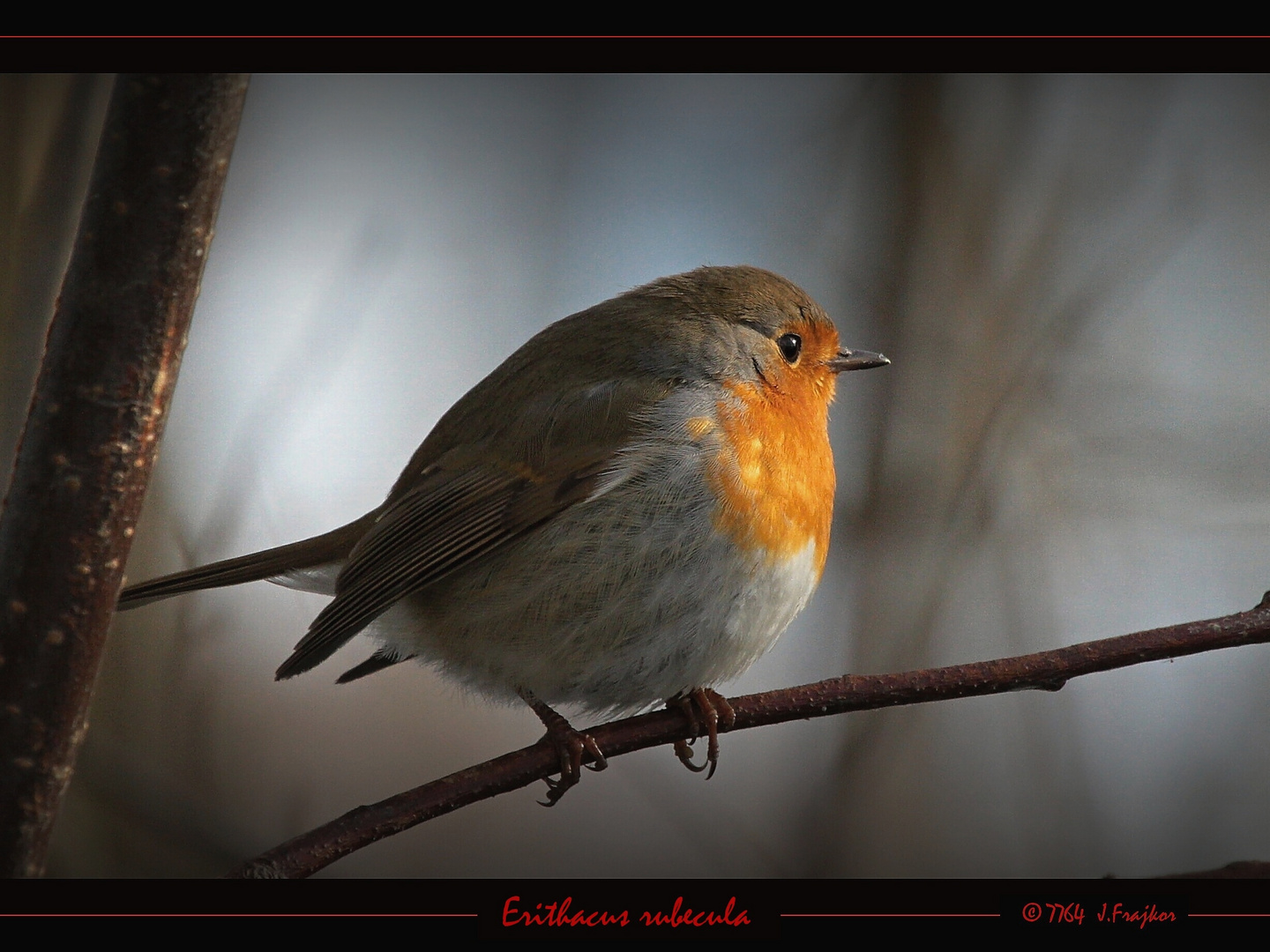 Erithacus rubecula