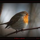 Erithacus rubecula