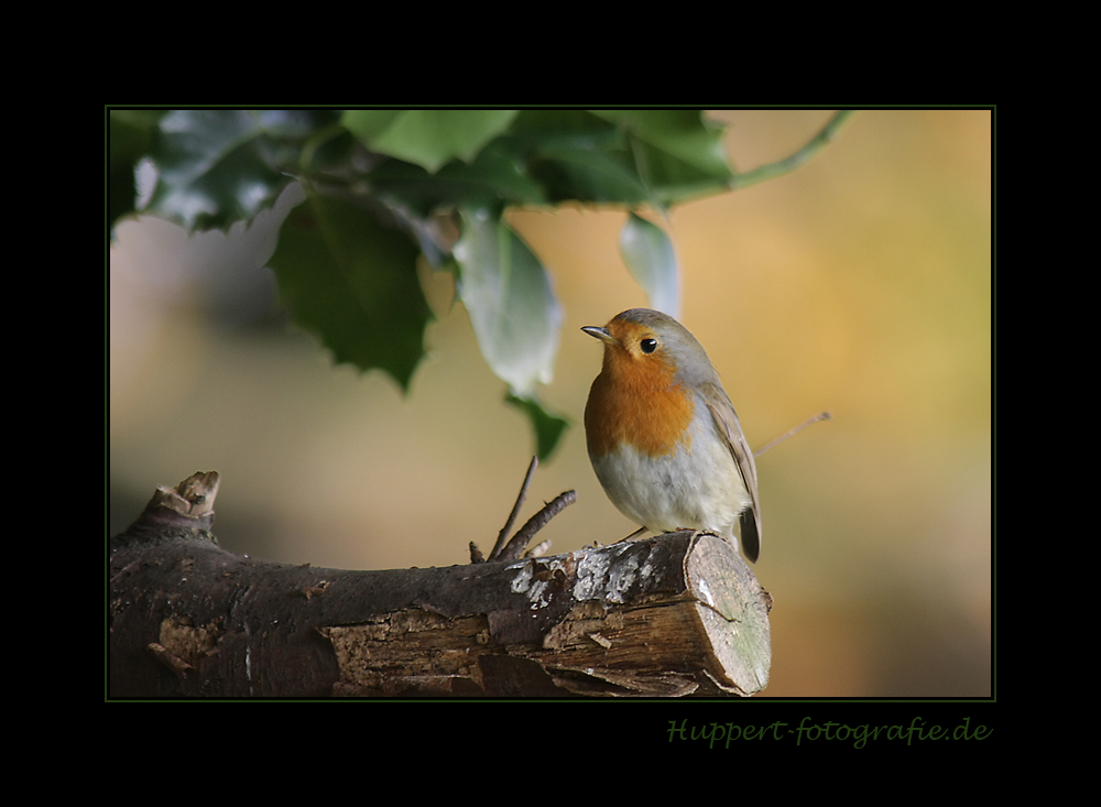 Erithacus rubecula