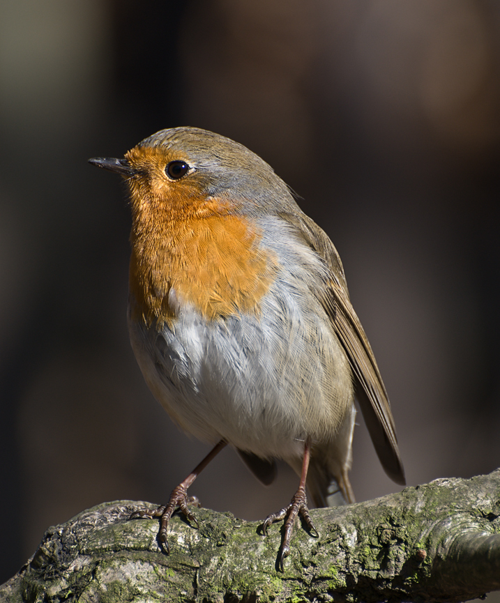 Erithacus rubecula