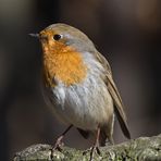 Erithacus rubecula